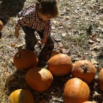 Caleb tried to pick up all the pumpkins